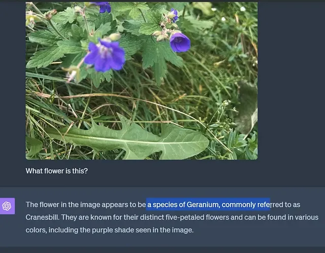 Photo of cranesbill geranium